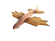 Load image into Gallery viewer, Leonardo da Vinci’s Flying Machines Kit