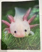 Axolotl Notebook